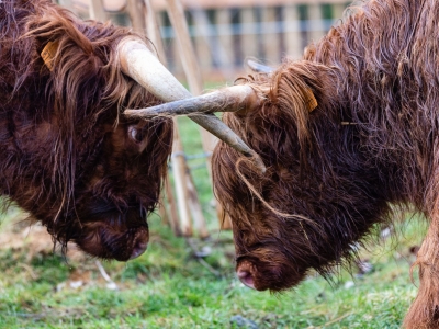 Schotse Hooglander - De Zonnegloed - Dierenpark - Dieren opvangcentrum - Sanctuary